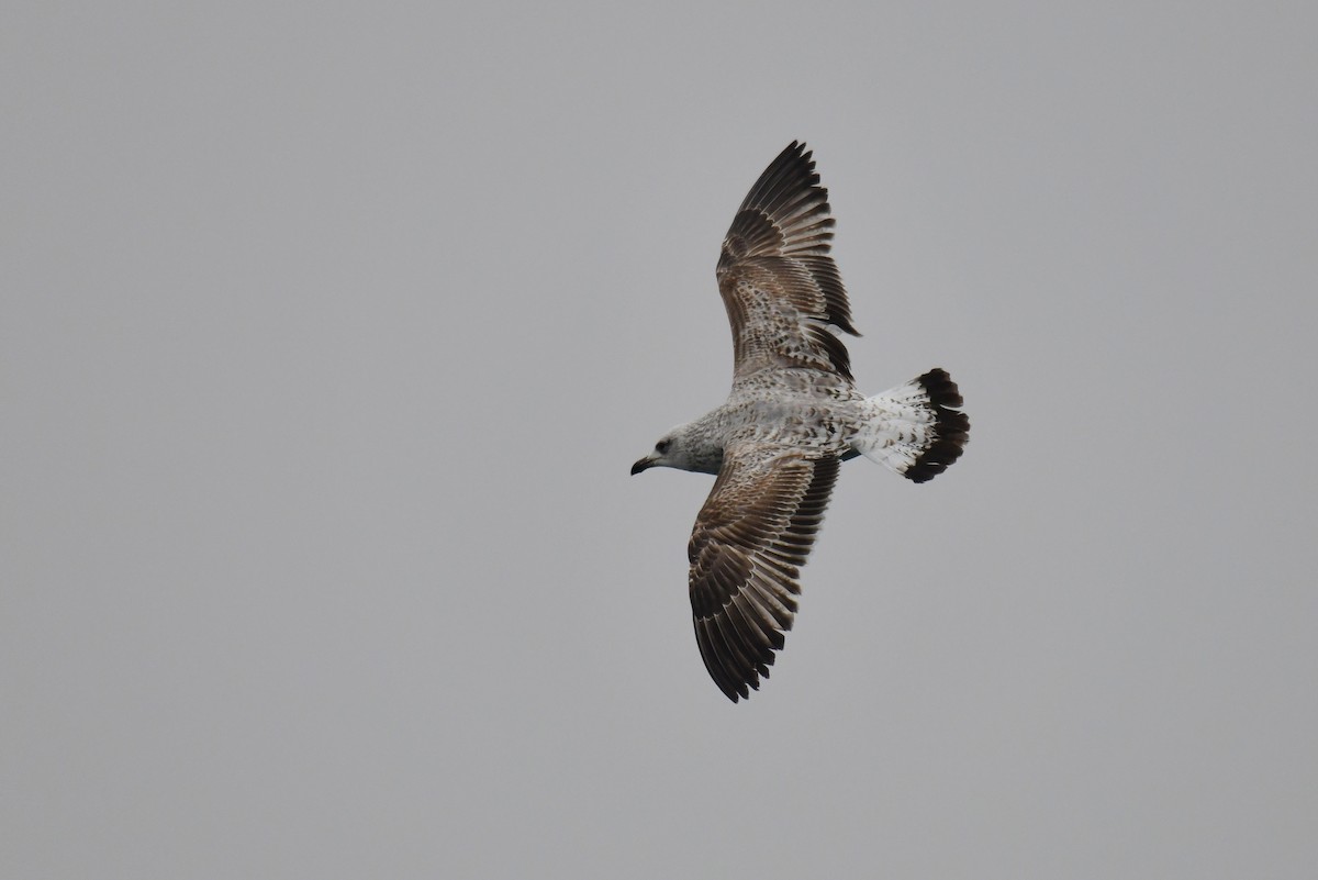 gulbeinmåke - ML645886575