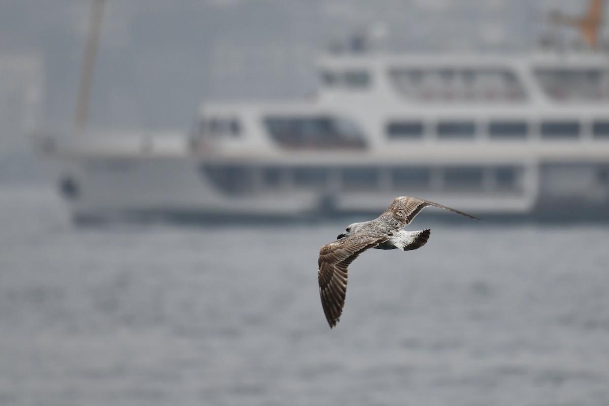 gulbeinmåke - ML645886576