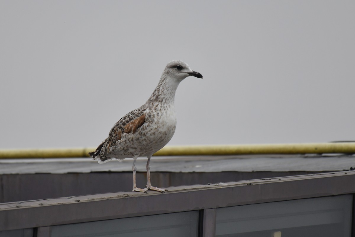 gulbeinmåke - ML645886577