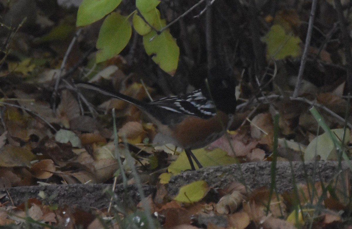 flekktovi (maculatus gr.) - ML645886581