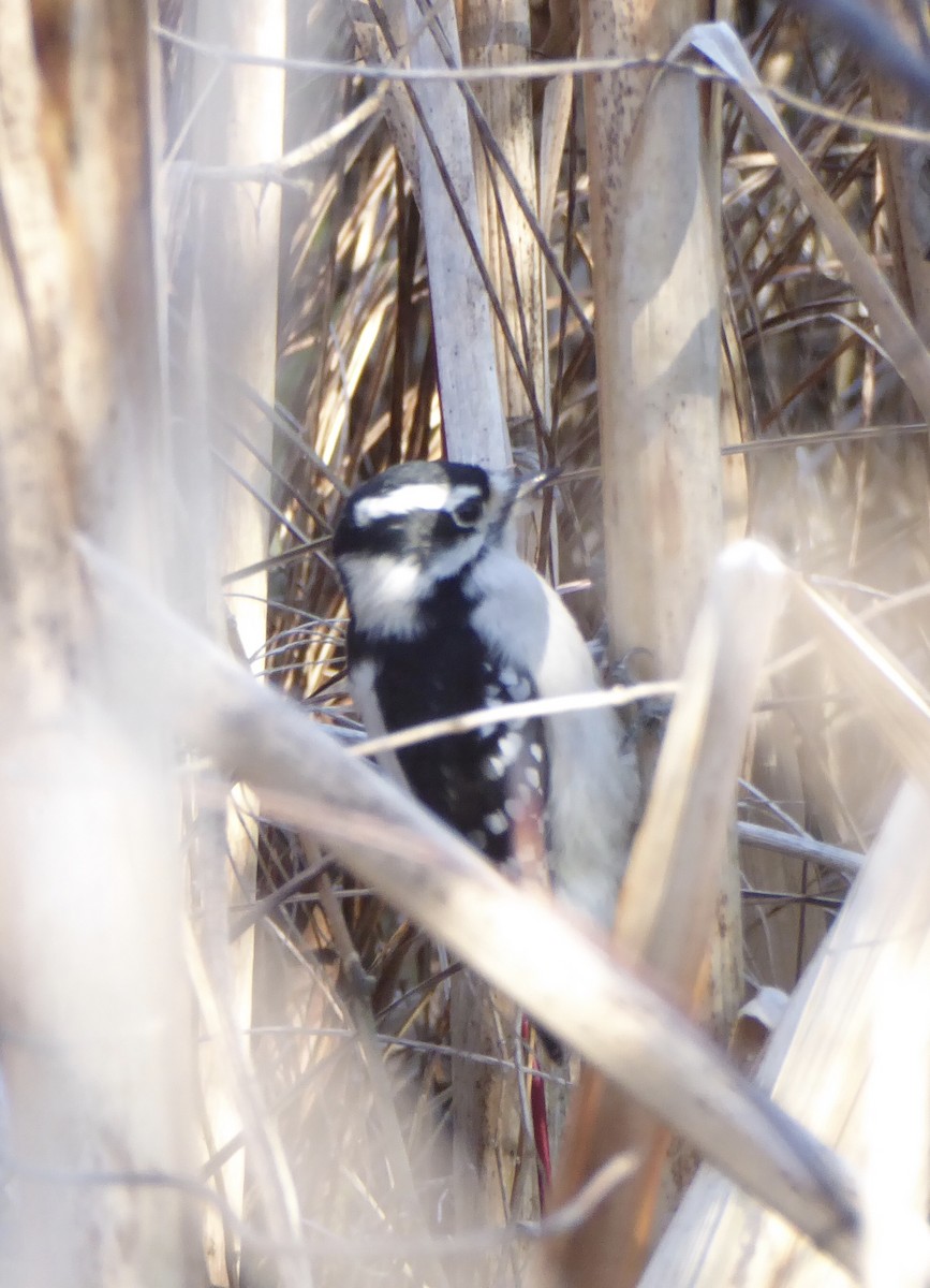 Yumuşak Tüylü Ağaçkakan - ML645886593