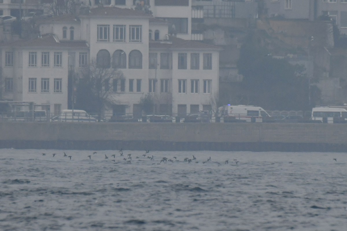 Yelkouan Shearwater - ML645886600