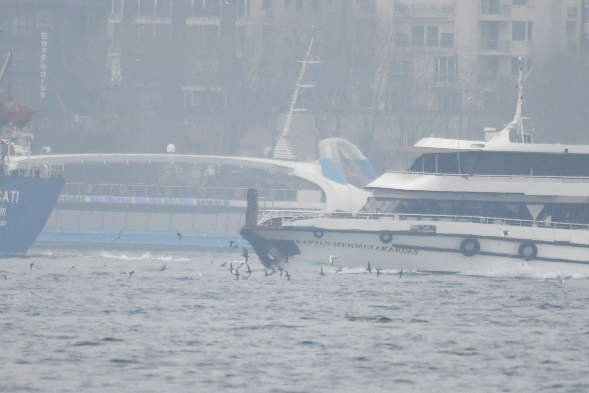 Yelkouan Shearwater - ML645886601