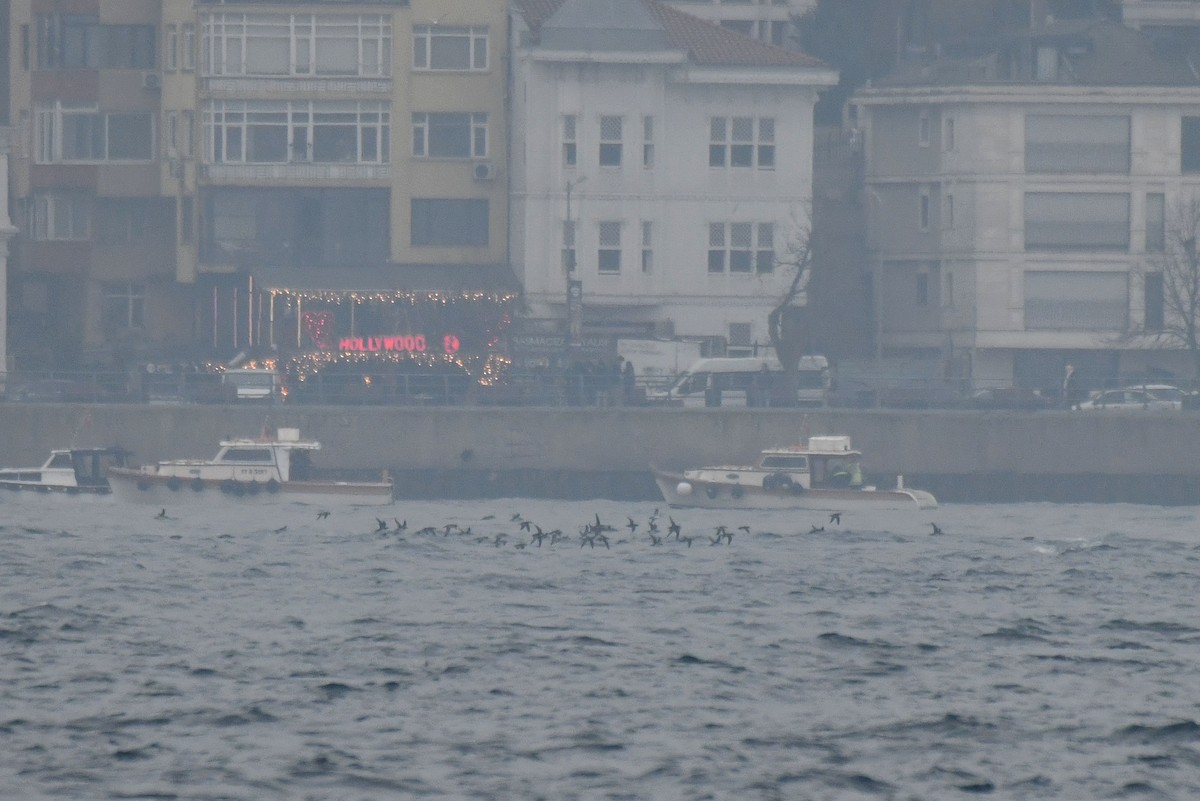 buřňák středomořský - ML645886602