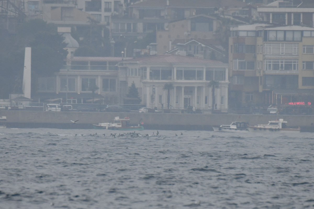 buřňák středomořský - ML645886603