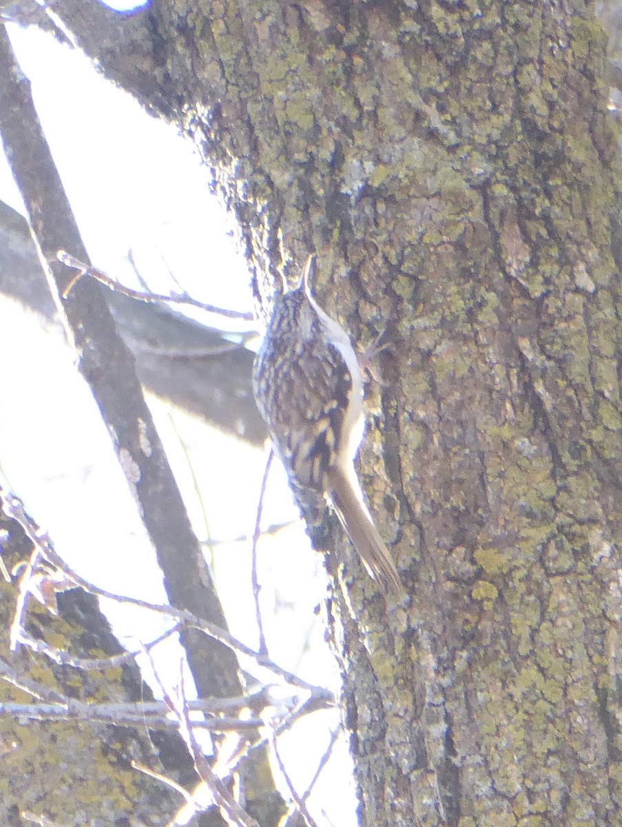 Amerika Tırmaşıkkuşu - ML645886622