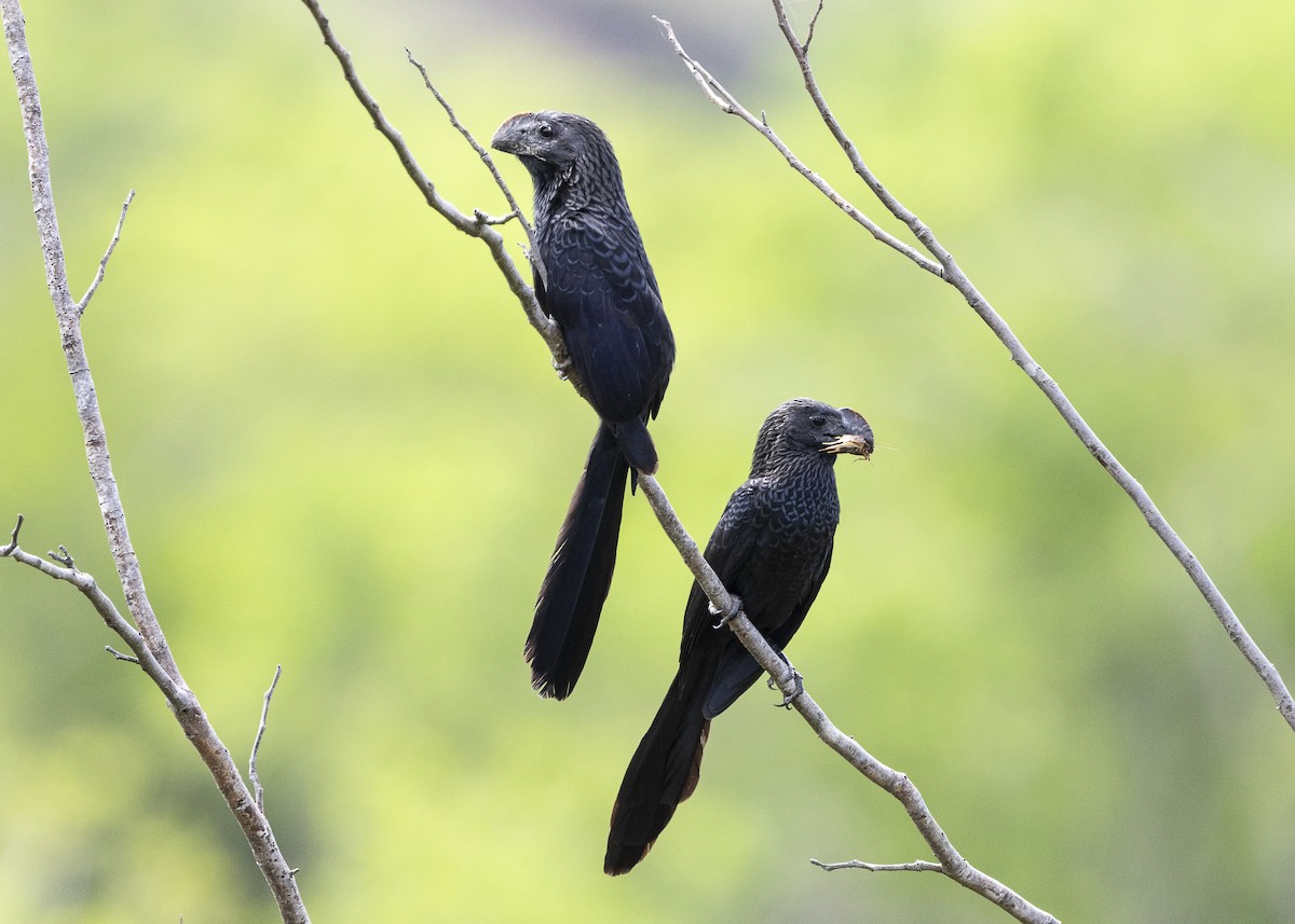 Ані товстодзьобий - ML645886656