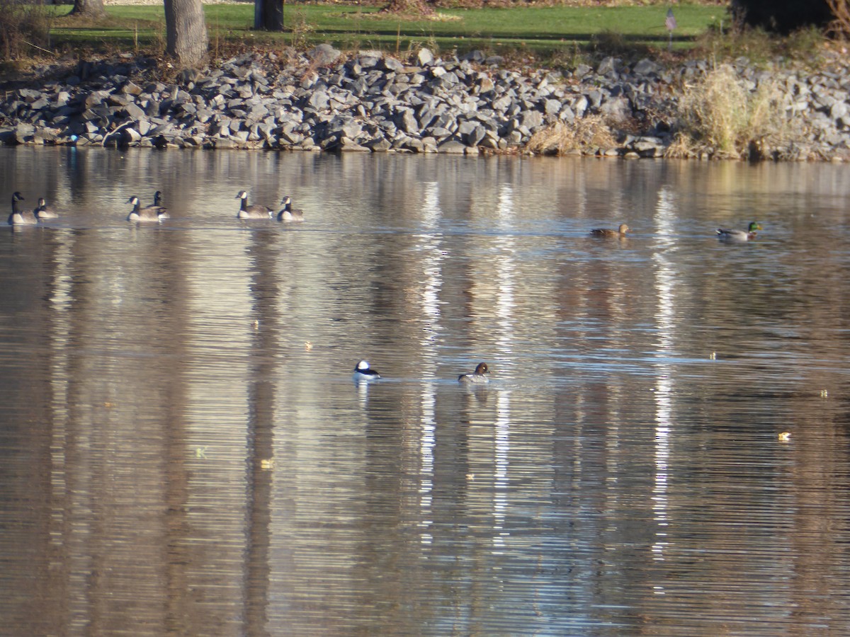 Altıngöz - ML645886657