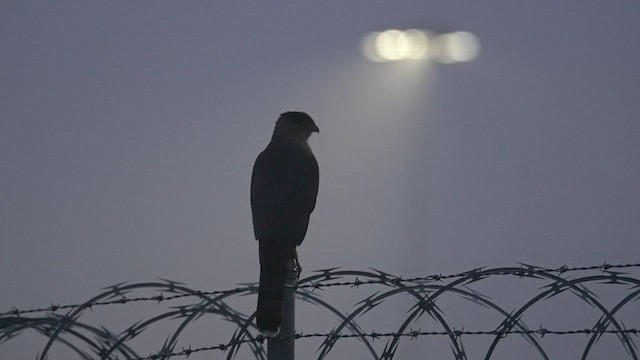 Cooper's Hawk - ML645886671