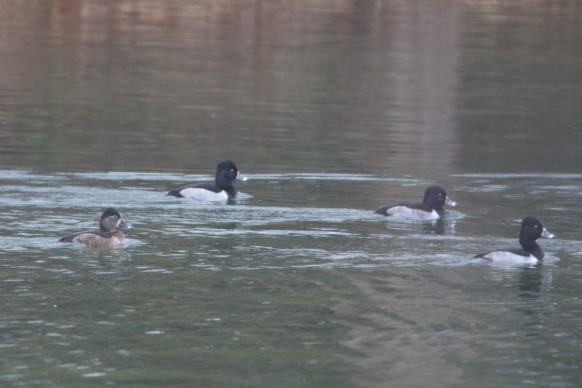 環頸潛鴨 - ML645886675