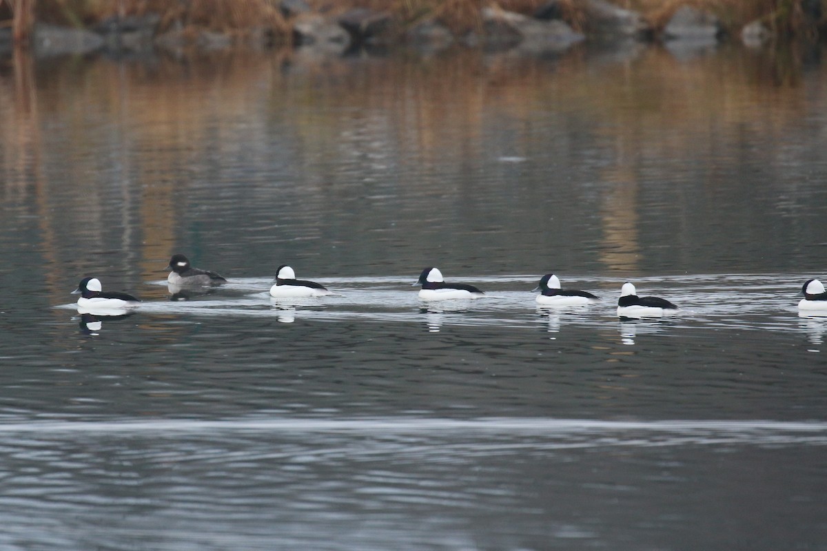 Bufflehead - ML645886679