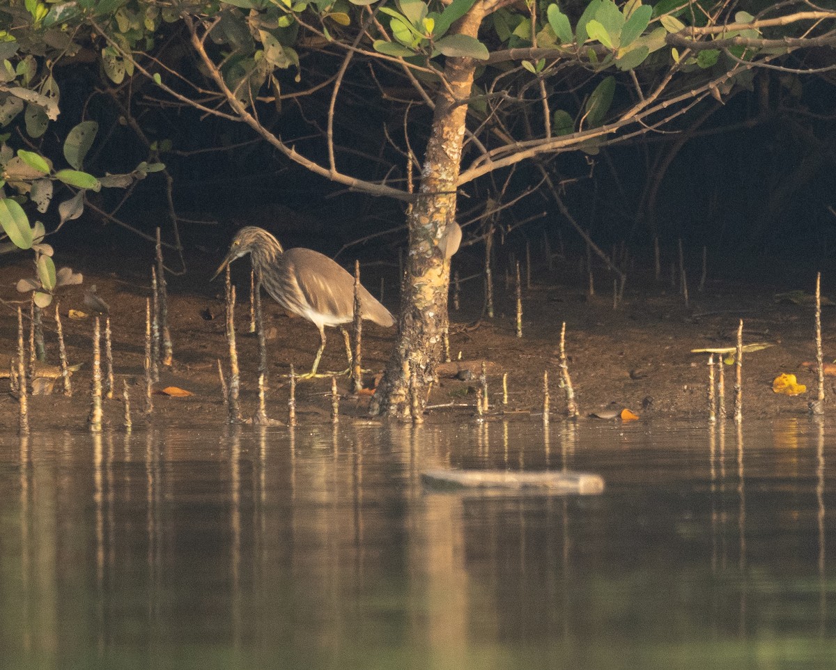 Indian Pond-Heron - ML645886680