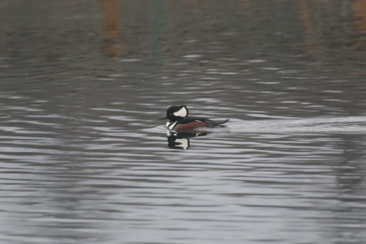 Hooded Merganser - ML645886687