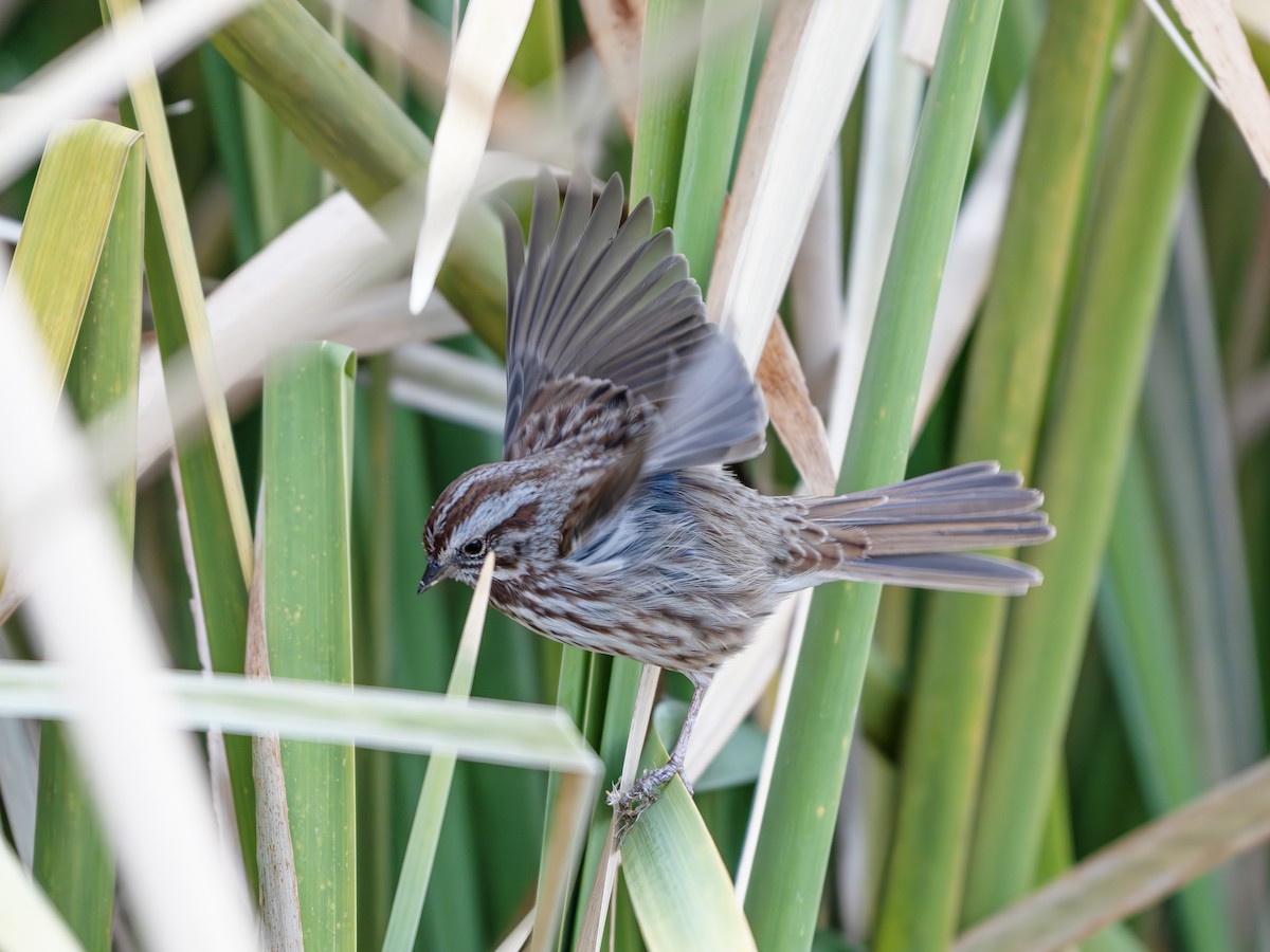 Song Sparrow - ML645886695