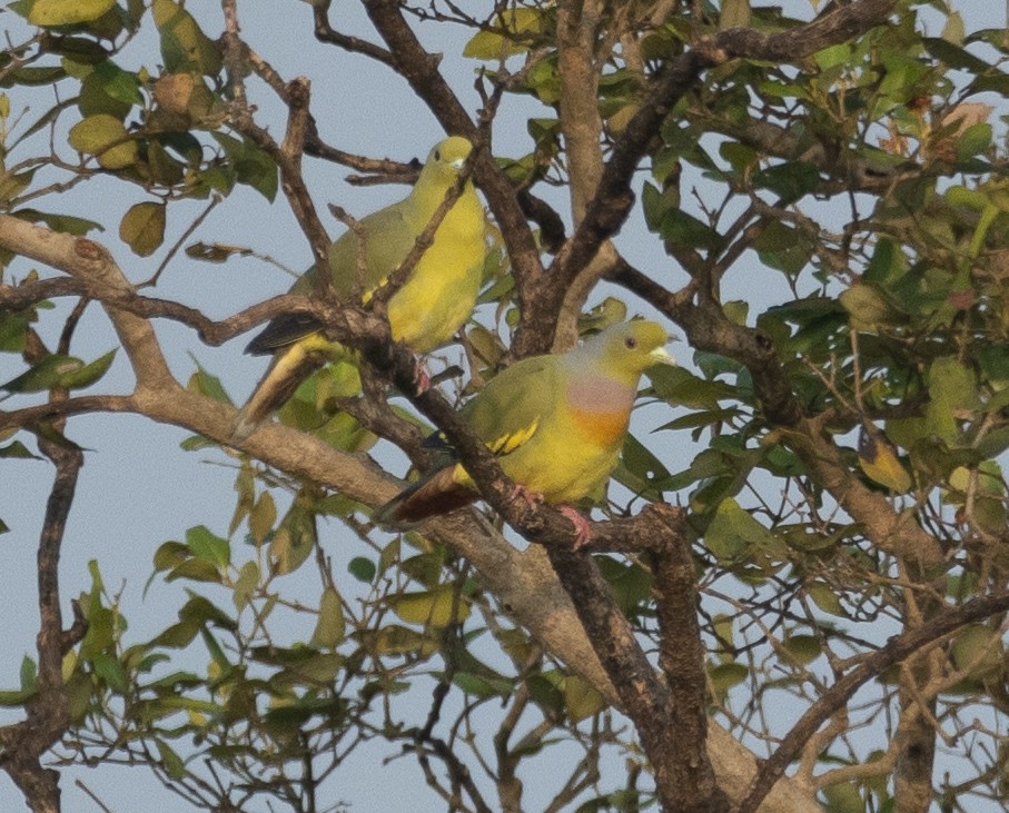 Orange-breasted Green-Pigeon - ML645886696