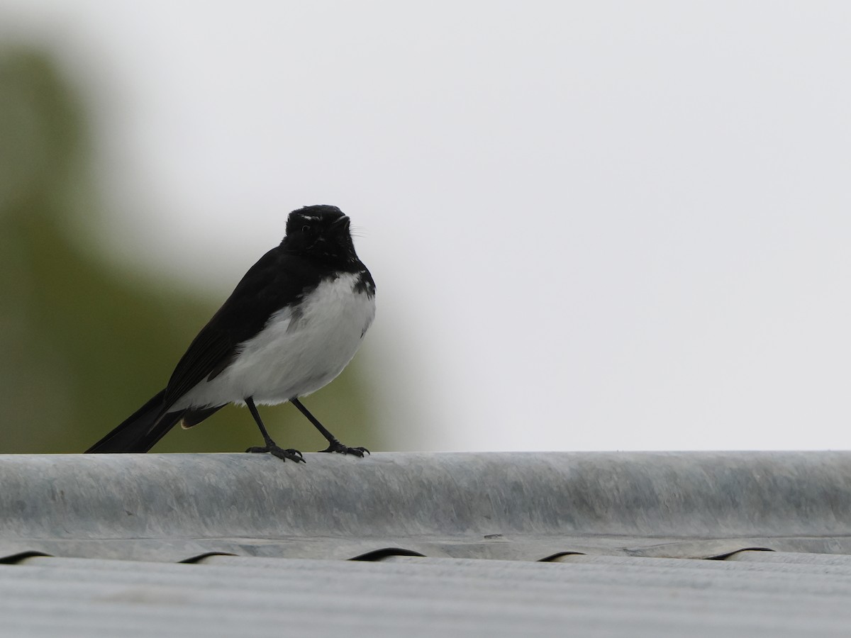 Willie-wagtail - ML645886697