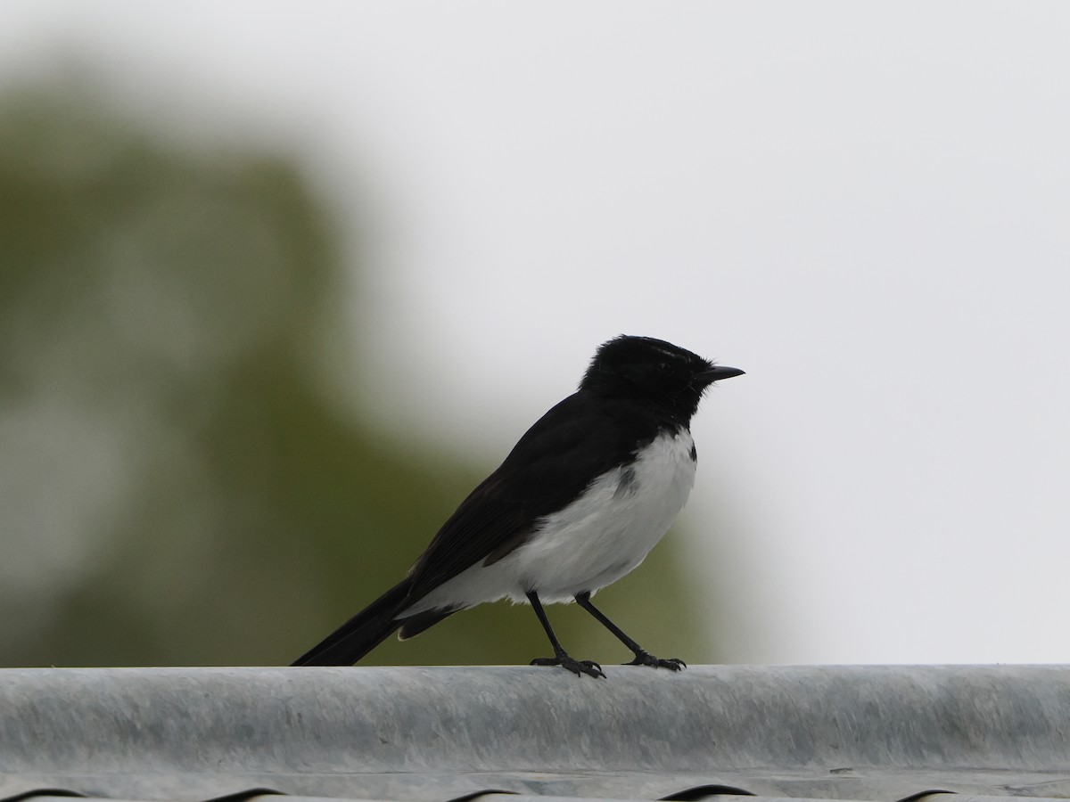 Willie-wagtail - ML645886698