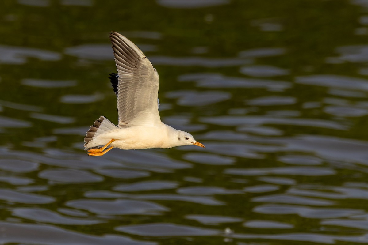 Slender-billed Gull - ML645886701