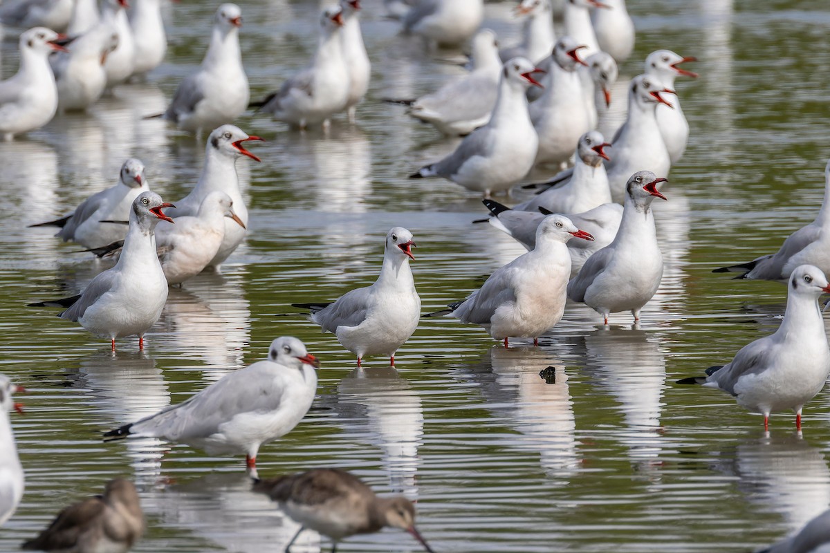 Slender-billed Gull - ML645886703
