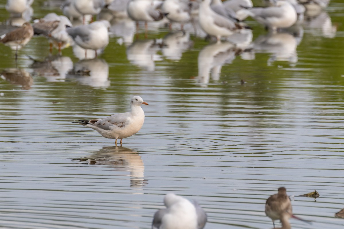 Slender-billed Gull - ML645886704