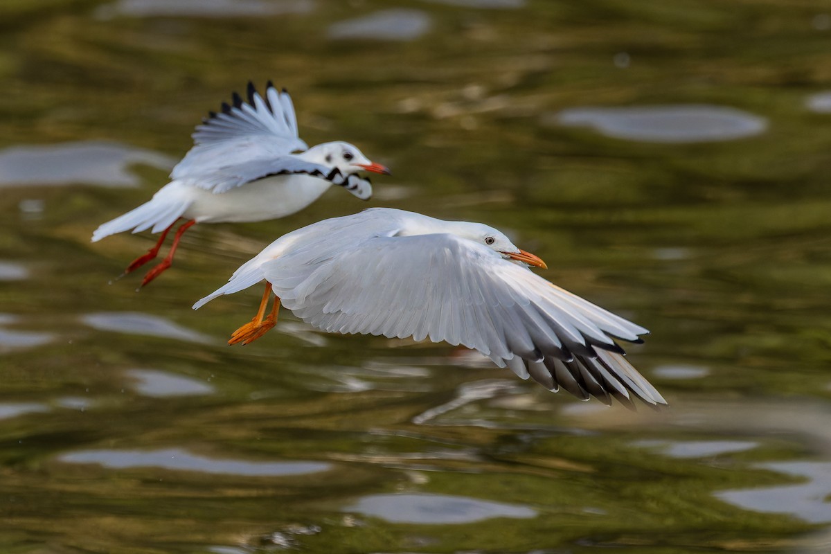 Slender-billed Gull - ML645886705