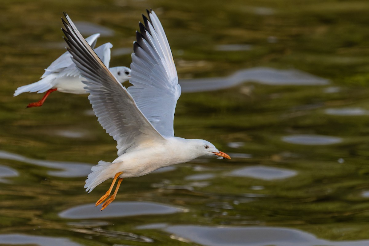 Slender-billed Gull - ML645886706