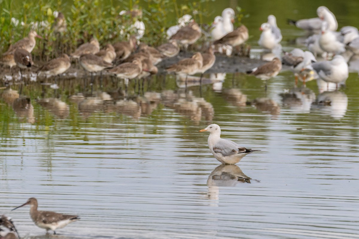 Slender-billed Gull - ML645886707