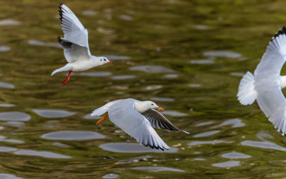 Slender-billed Gull - ML645886708