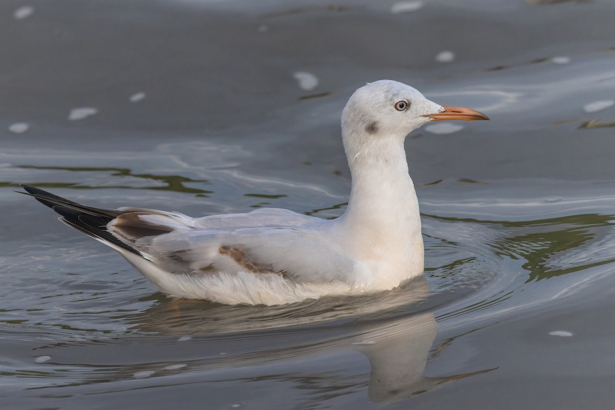 Slender-billed Gull - ML645886709