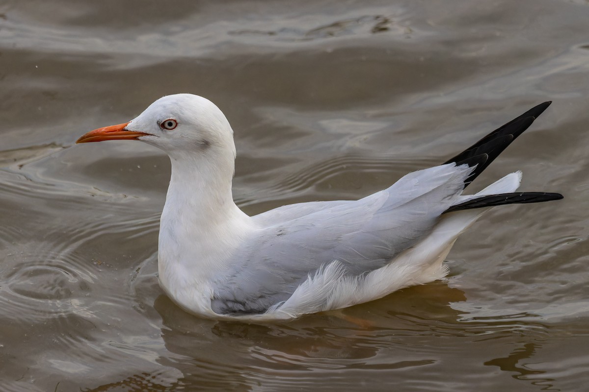 Slender-billed Gull - ML645886710