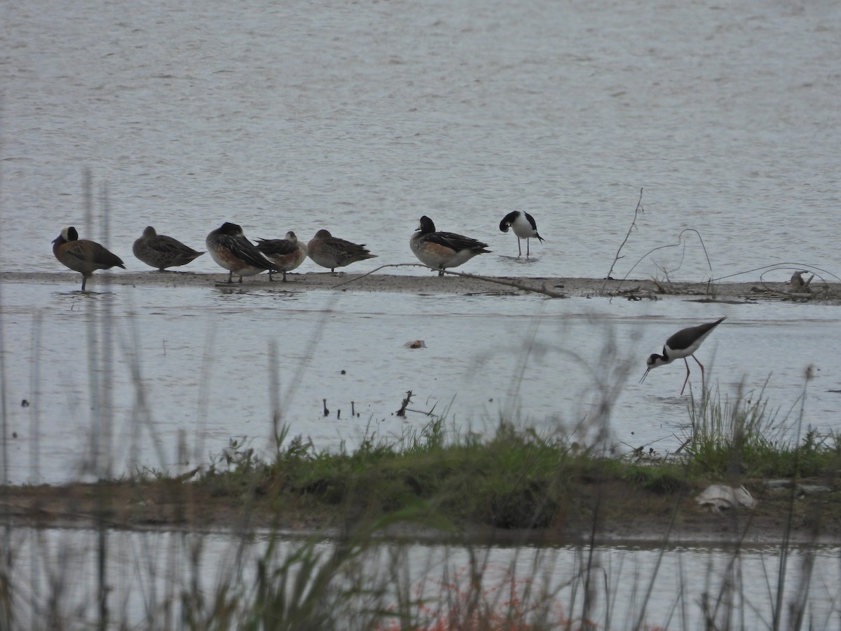 Chiloe Wigeon - ML645886711