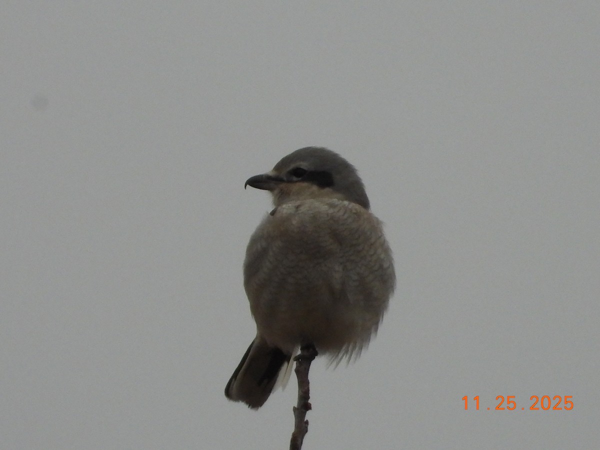 Northern Shrike - ML645886712