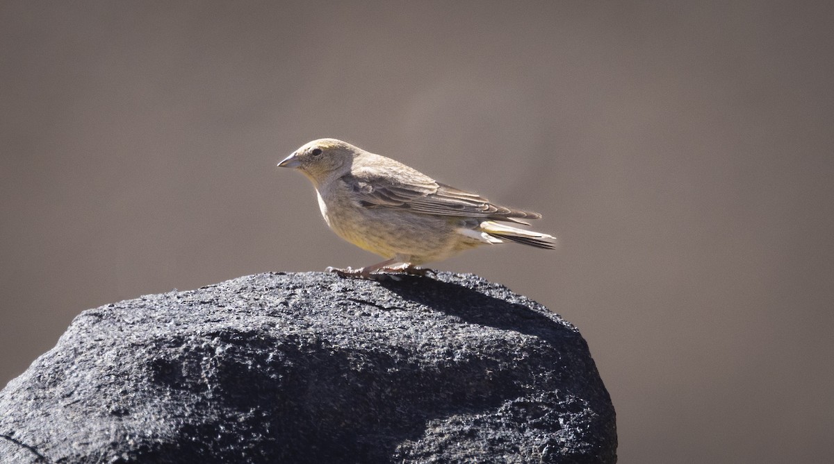 Greater Yellow-Finch - ML645886713