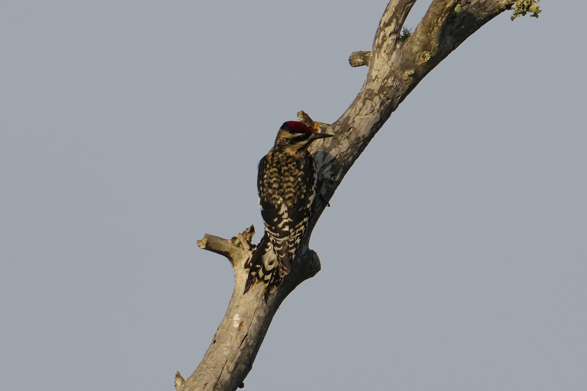 Yellow-bellied Sapsucker - ML645886714