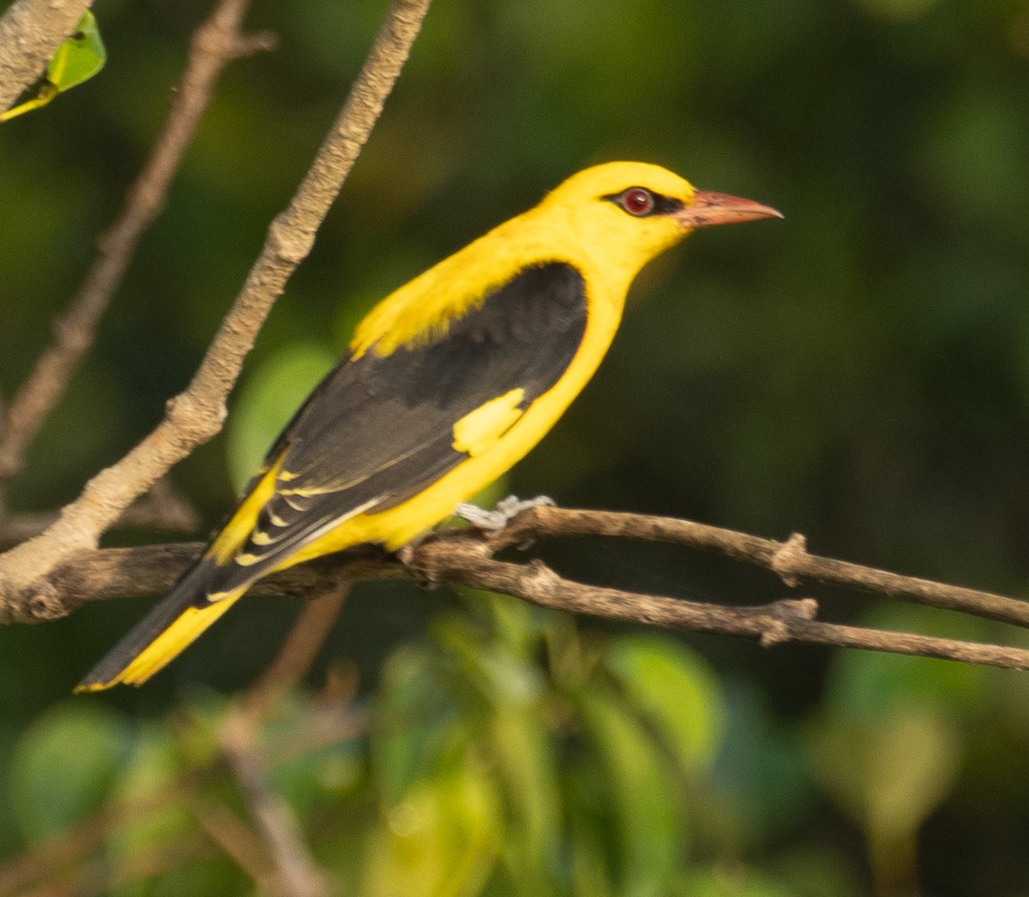 Indian Golden Oriole - ML645886719