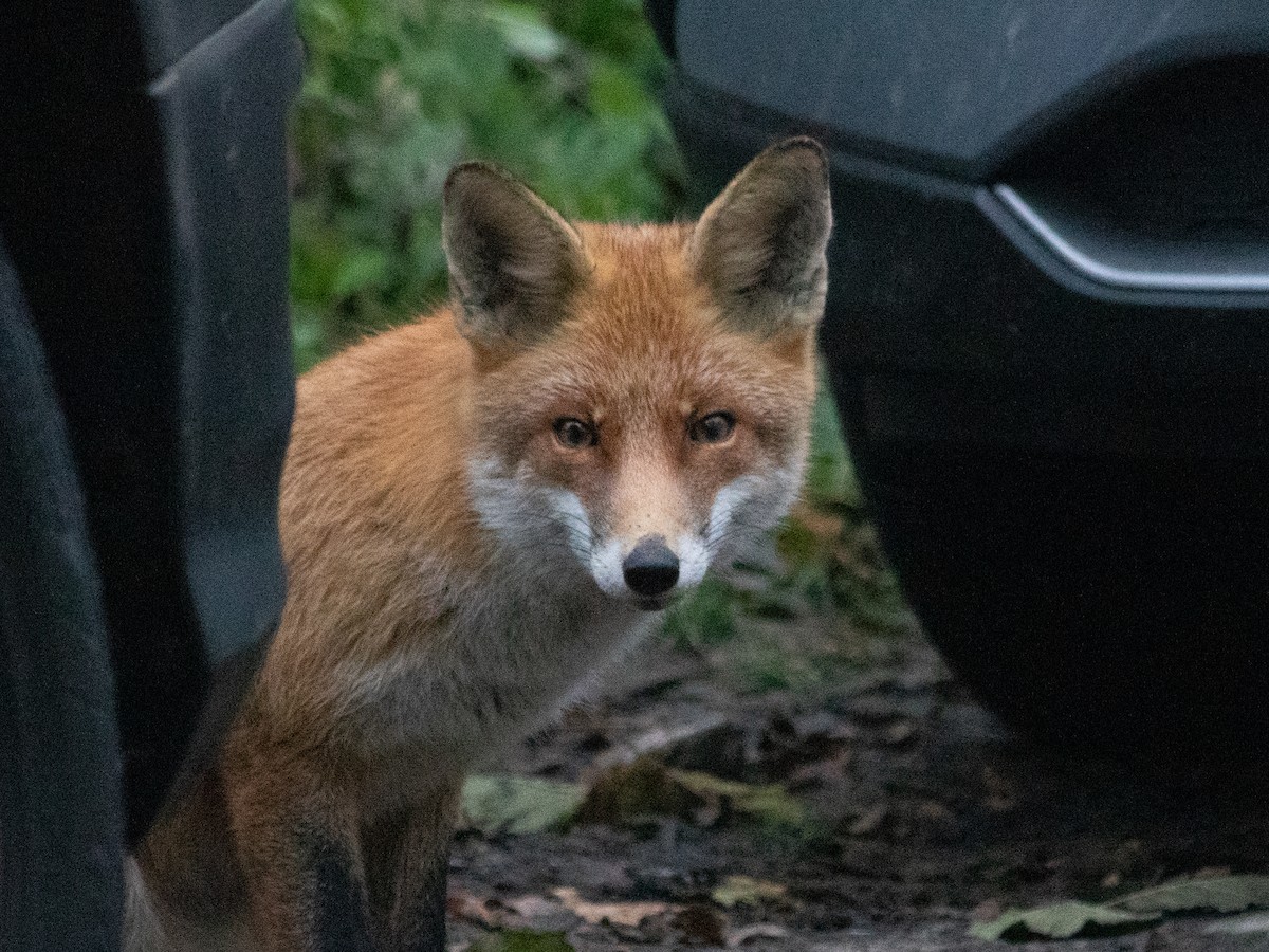 Red Fox - ML645886724