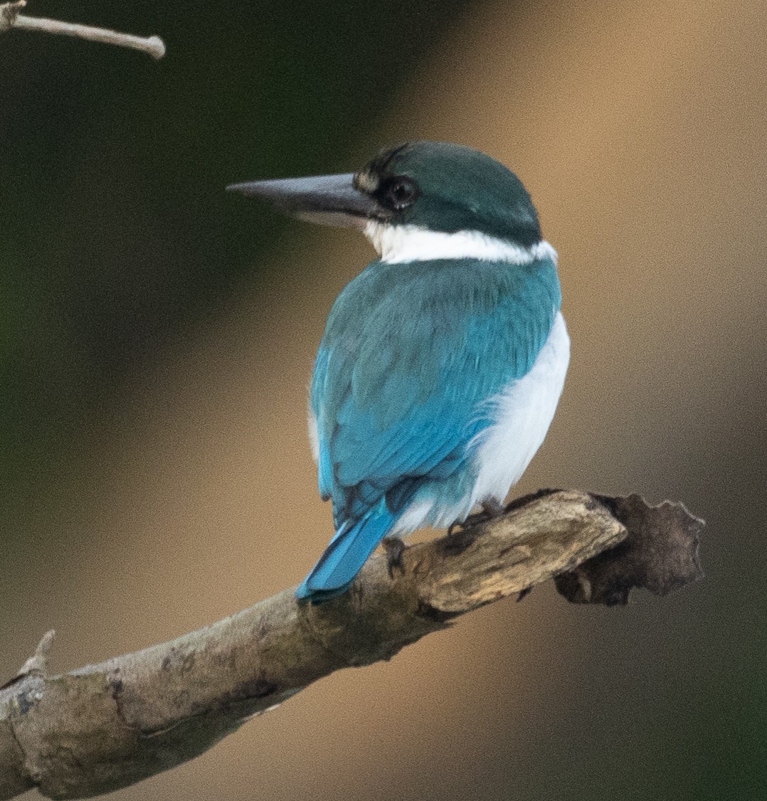 Collared Kingfisher - ML645886725