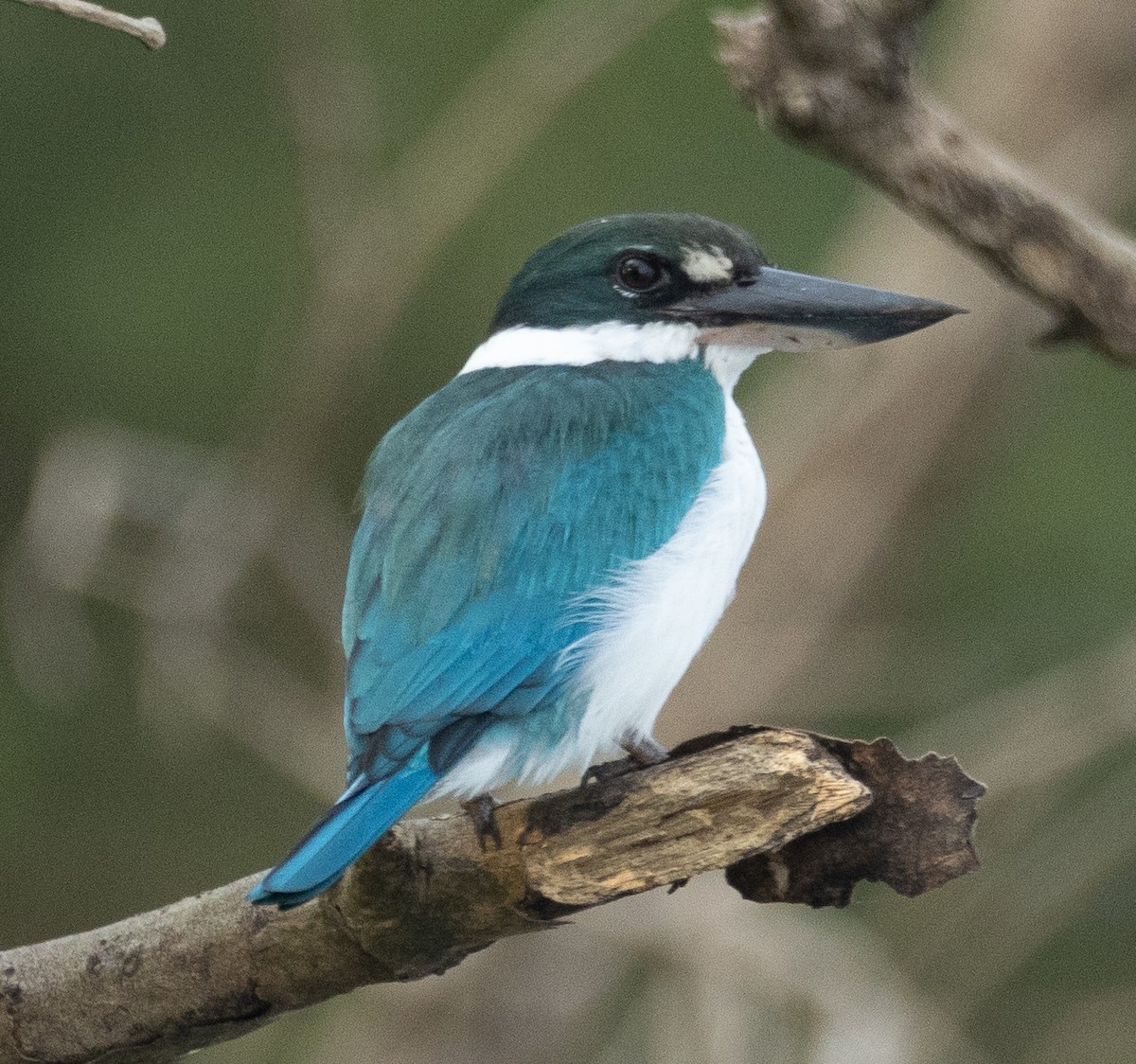Collared Kingfisher - ML645886726
