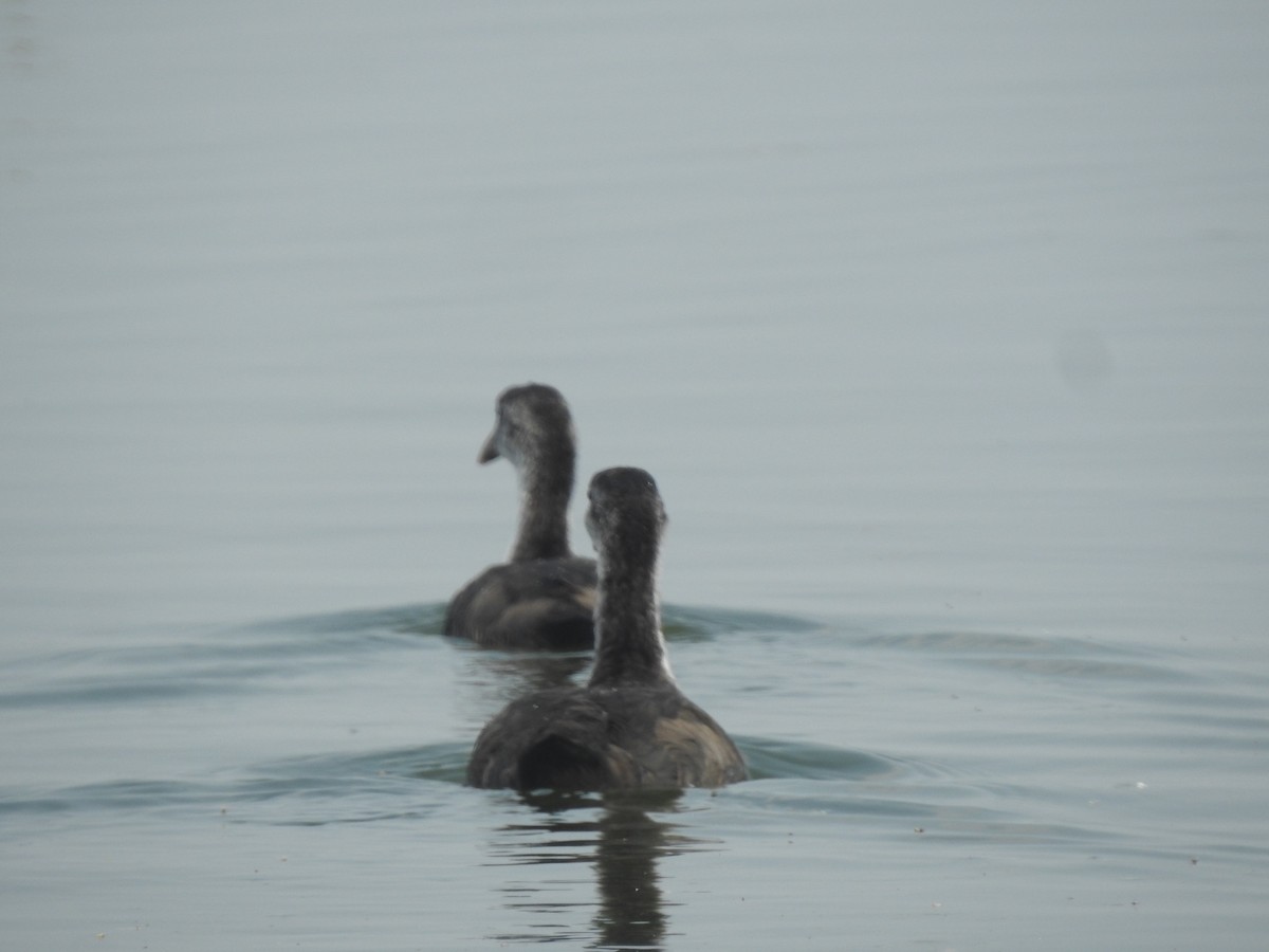 Eurasian Coot - ML645886727