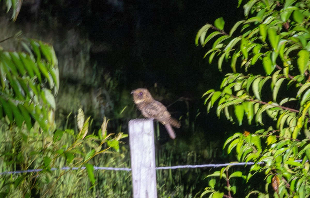 Rufous Nightjar - ML645886728