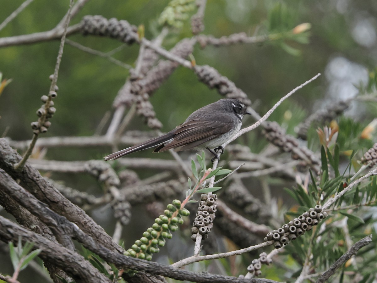 Gray Fantail (alisteri) - ML645886729