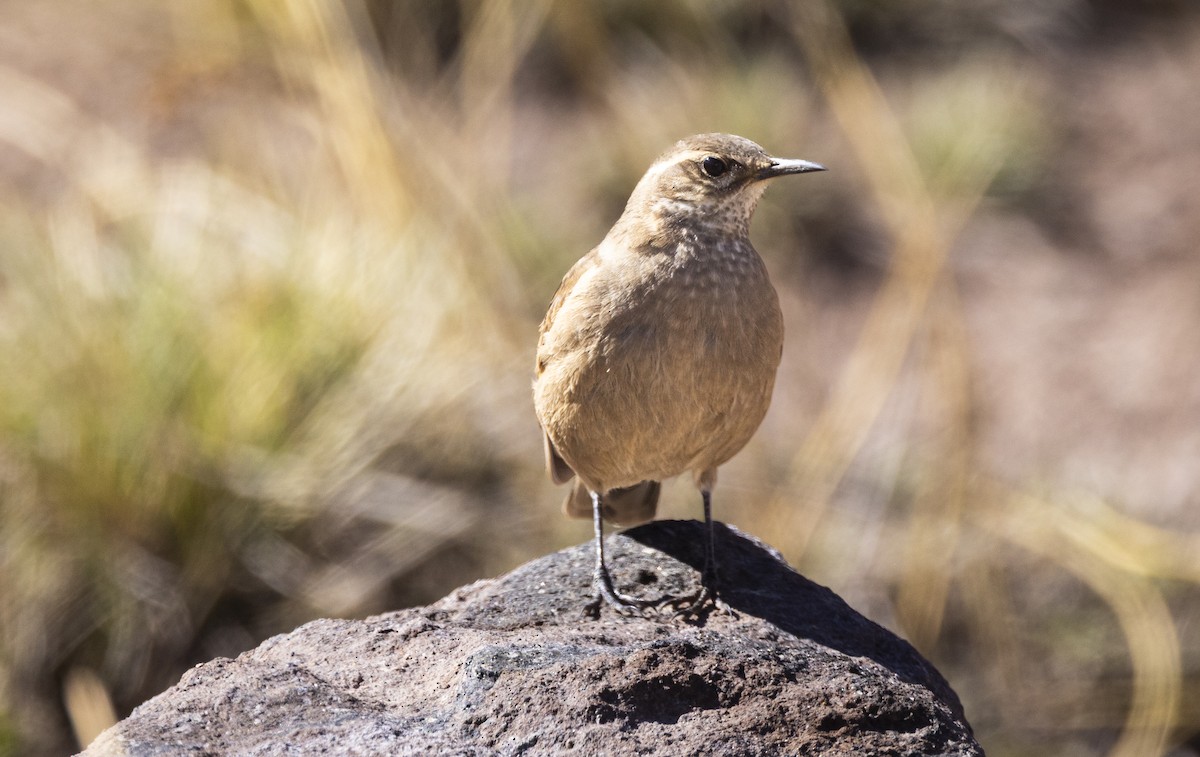Buff-winged Cinclodes - ML645886730