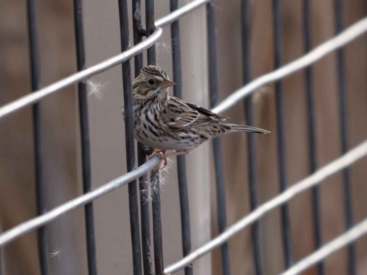 Savannah Sparrow - ML645886733
