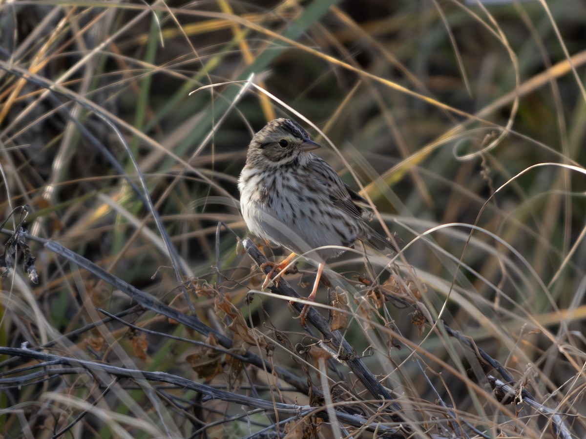 Savannah Sparrow - ML645886734