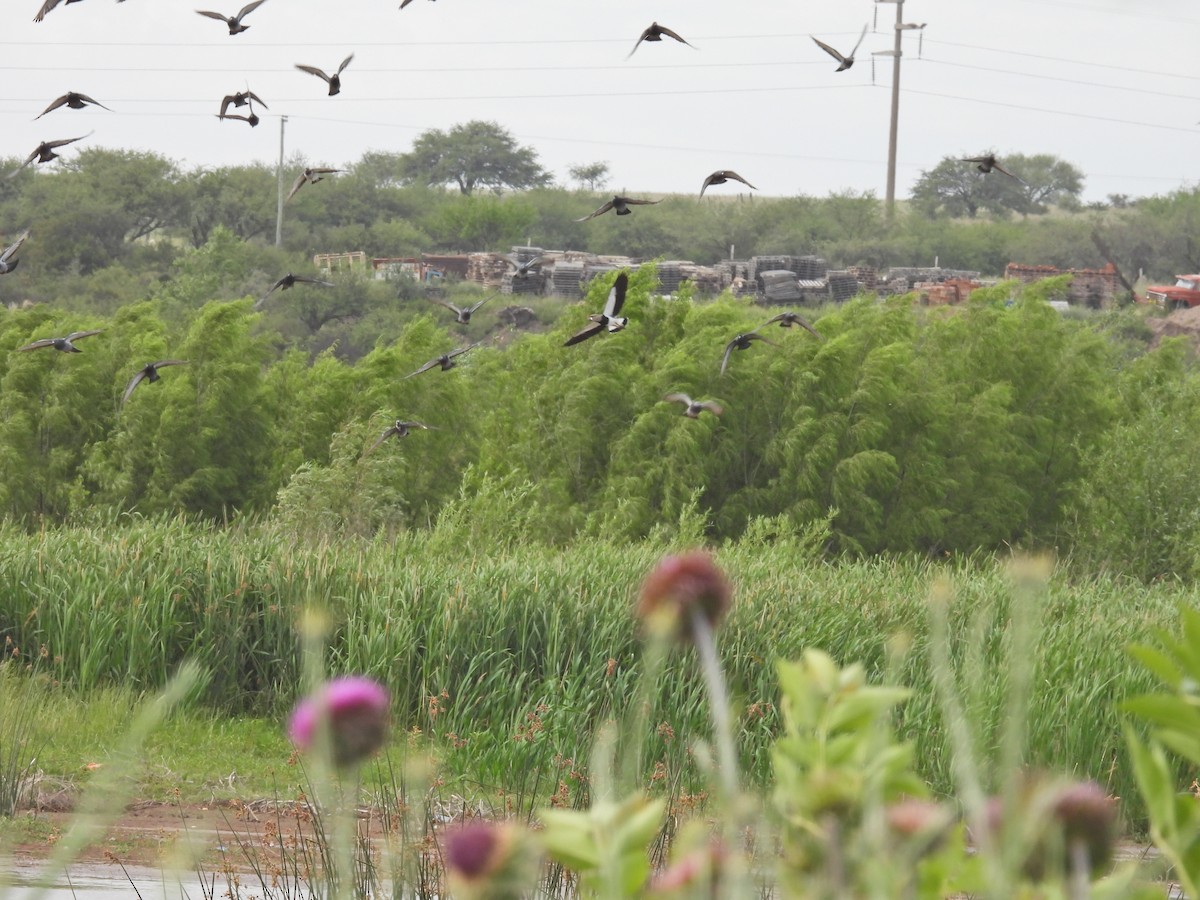 Rock Pigeon (Feral Pigeon) - ML645886735