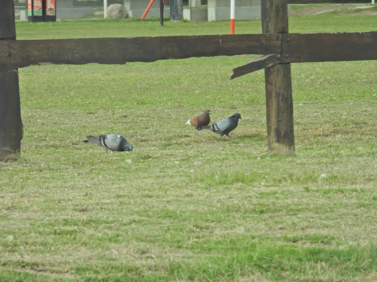 Rock Pigeon (Feral Pigeon) - ML645886736