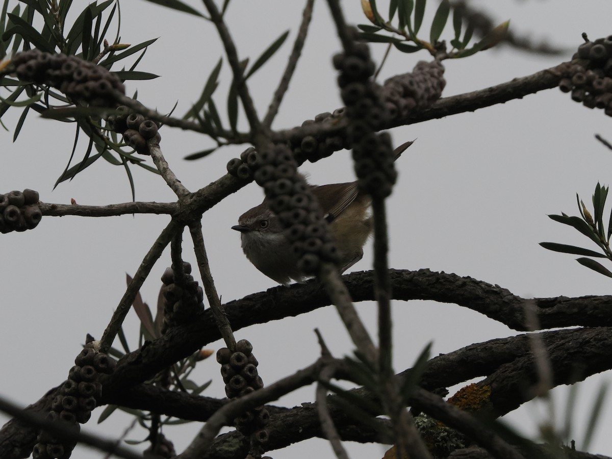 White-browed Scrubwren - ML645886737