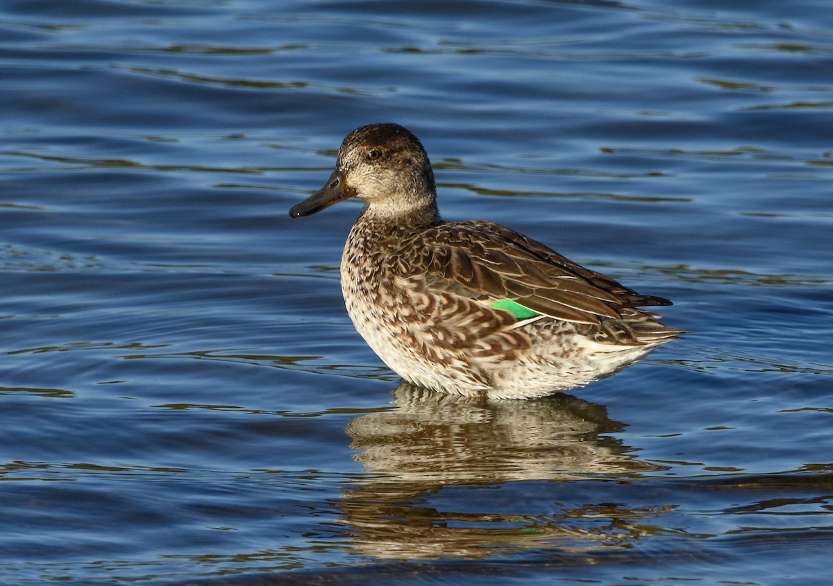 Green-winged Teal - ML645886738