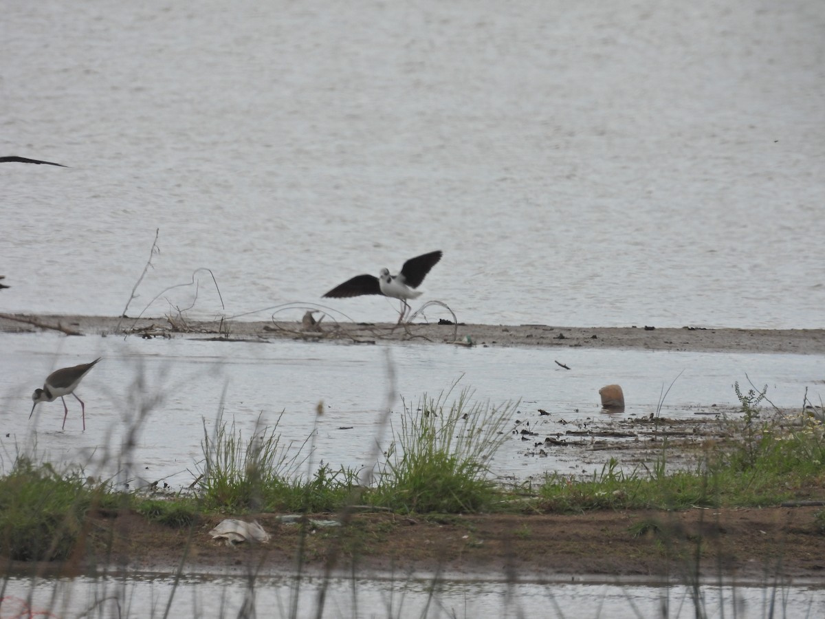 Black-necked Stilt - ML645886743