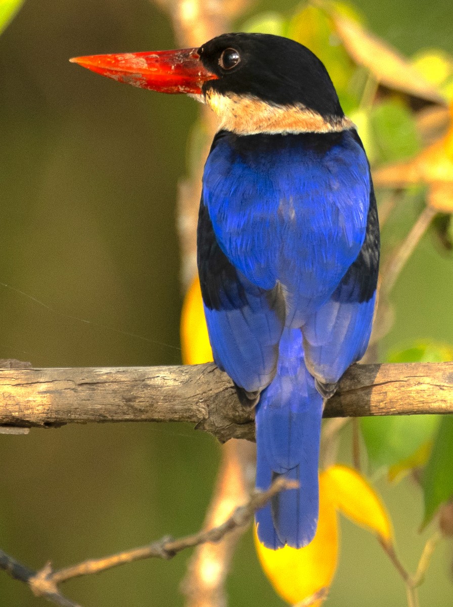 Black-capped Kingfisher - ML645886744